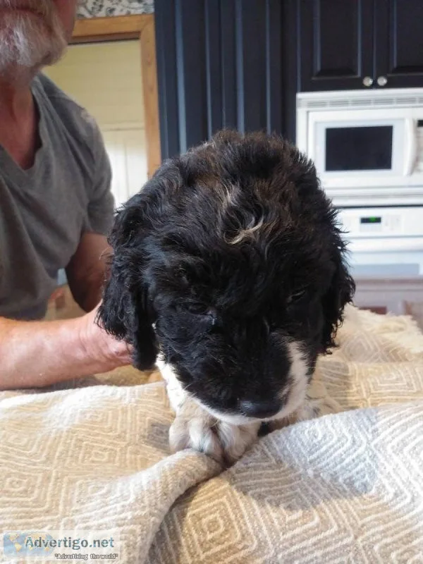 These 4 adorable English Springer Spaniel are looking for a fun-