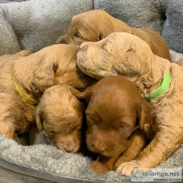 DOODLE PUPS AVAILABLE(724) 300 3520