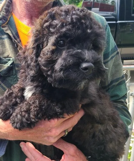 Freddy cockapoo