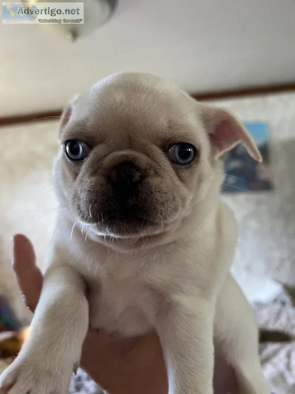 AKC female pug puppies