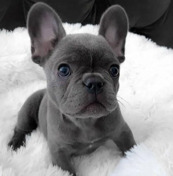 French Bulldog puppies available