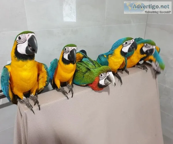 Macaw Parrots For Sale