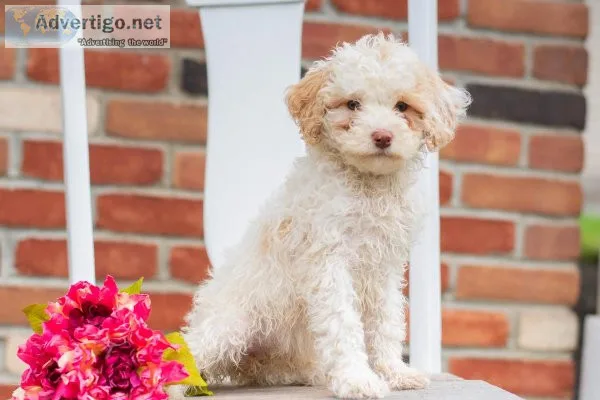 Lilly Miniature Poodle