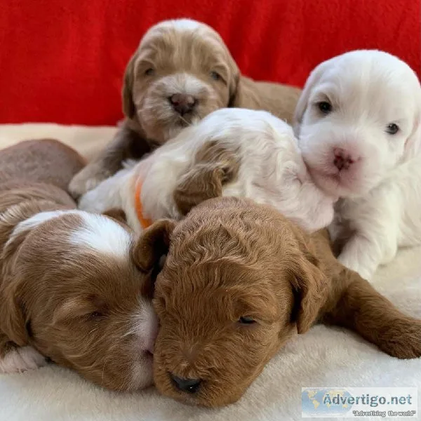 DOODLE PUPS