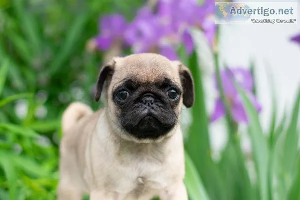 Molly Pug