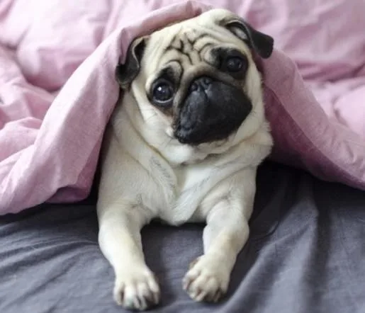 beautiful pug puppy for adoption