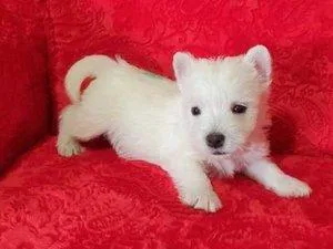Gorgeous West Highland Terrier Puppies