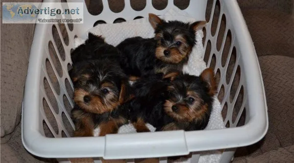 Lovely AKC Yorkshire Terrier Puppies