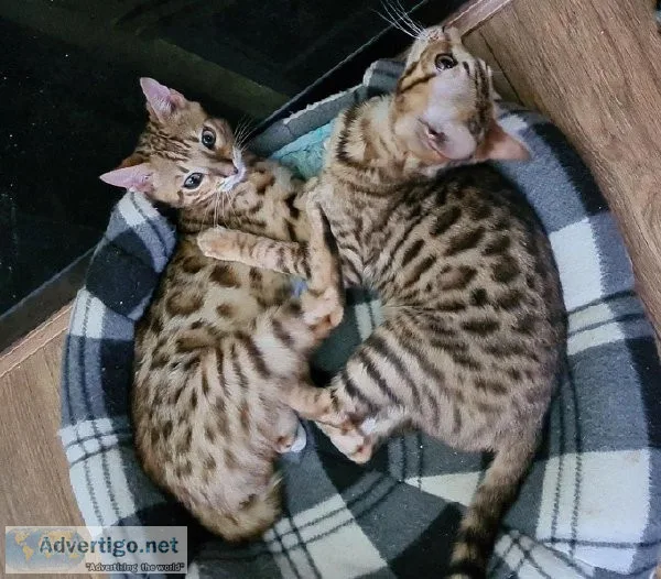 bengal kittens available