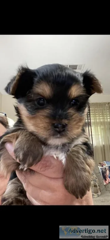 Yorkie Pup CKC registered Female