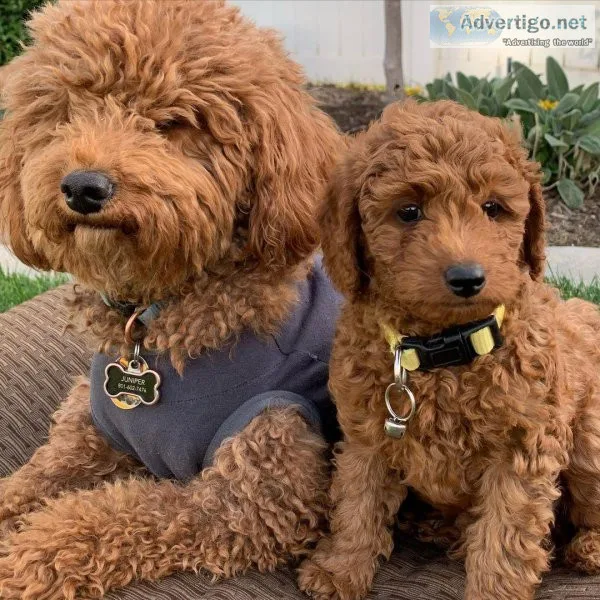 Super Adorable Goldendoodles (724) 300 3520