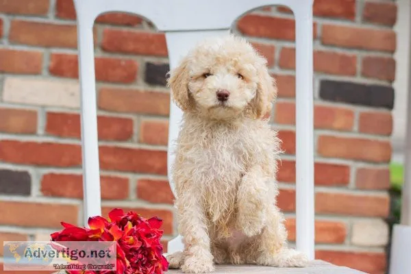 Oscar Miniature Poodle
