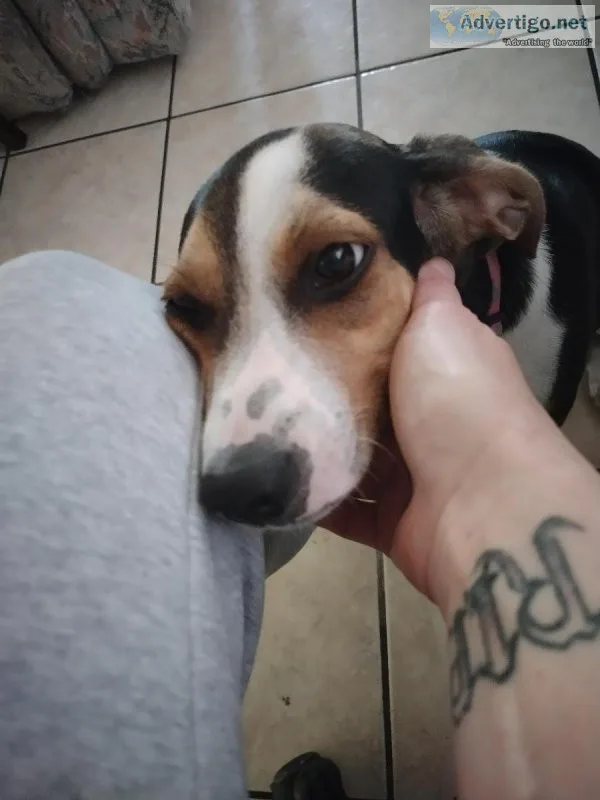 Female beagle tarrier