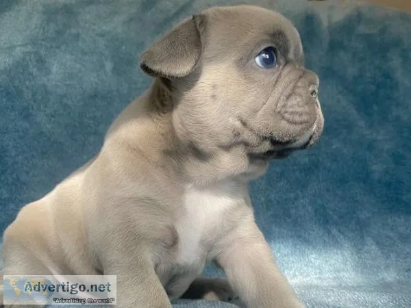 Akc French Bulldog Male