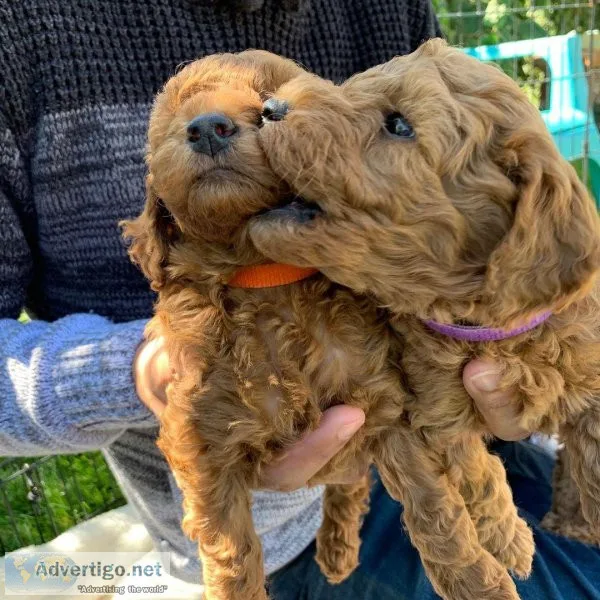 Best Goldendoodles For Good Homes(724) 300 3520
