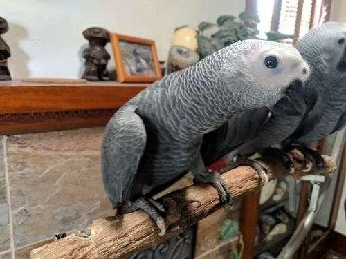African Grey- Hand Raised Babies