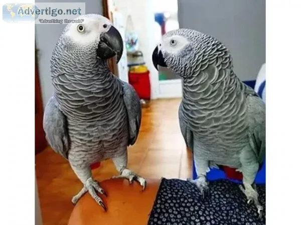 Lovely African gray parrots for sale