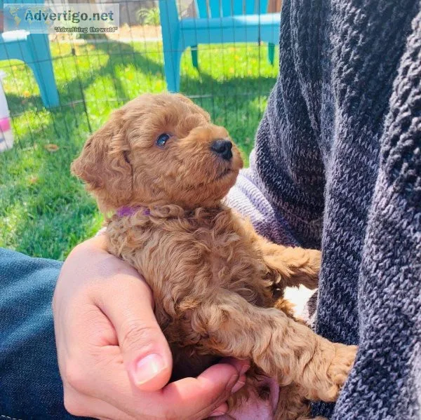 registered Goldendoodles(724) 300 3520