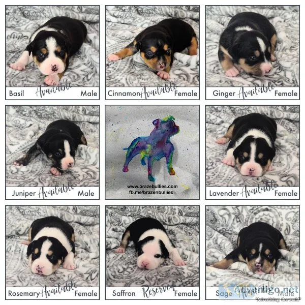 American Bully Puppies