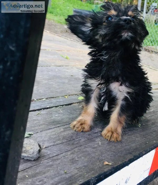 Morkie puppy