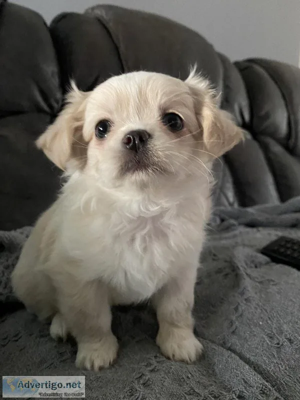 tiny dog