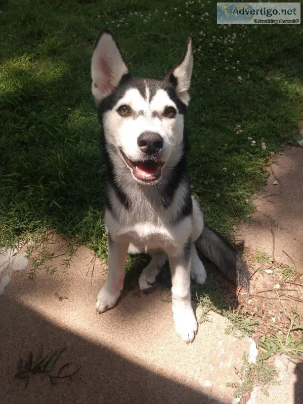 Siberian husky
