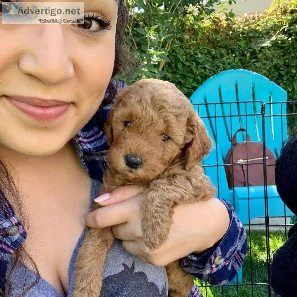 TOP Goldendoodles For Good Homes(724) 300 3520