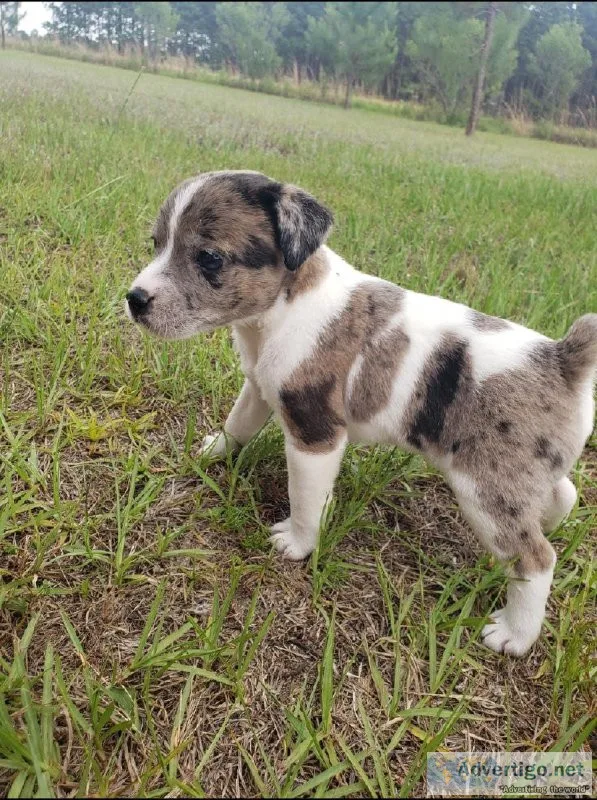 REG Jack Russell Puppies