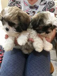 Shih Tzu puppies