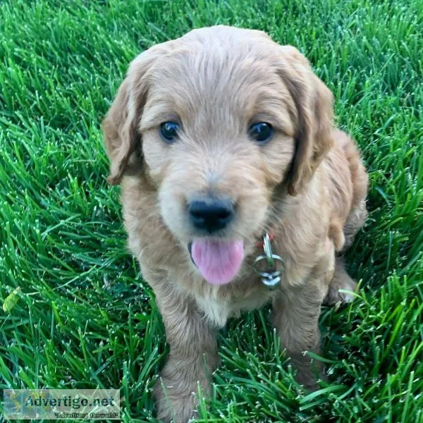 Outanding Goldendoodles For Sale(724) 300 3520