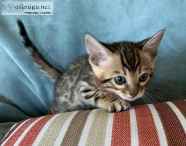Purebred Bengal Kittens