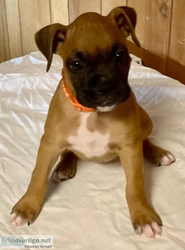 AKC Boxer pup
