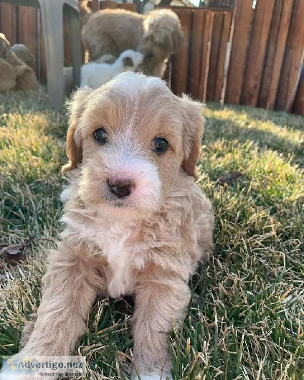 Super Goldendoodles For Good Homes (724) 300 3520