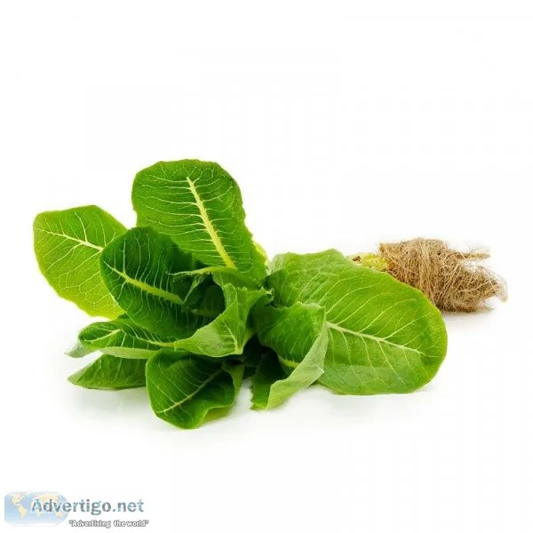 How to grow hydroponic lettuce in your home