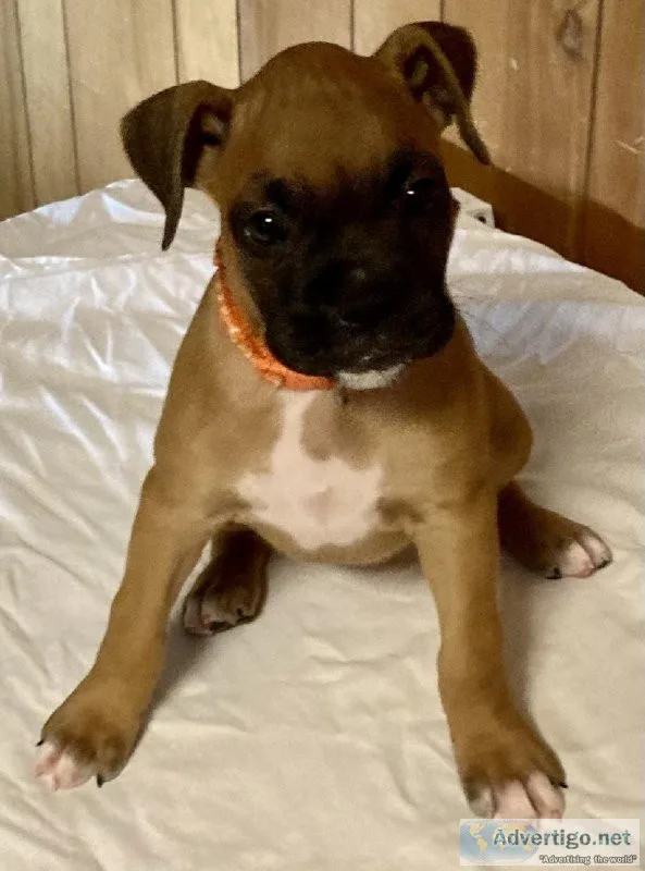 AKC Boxer Pup Female