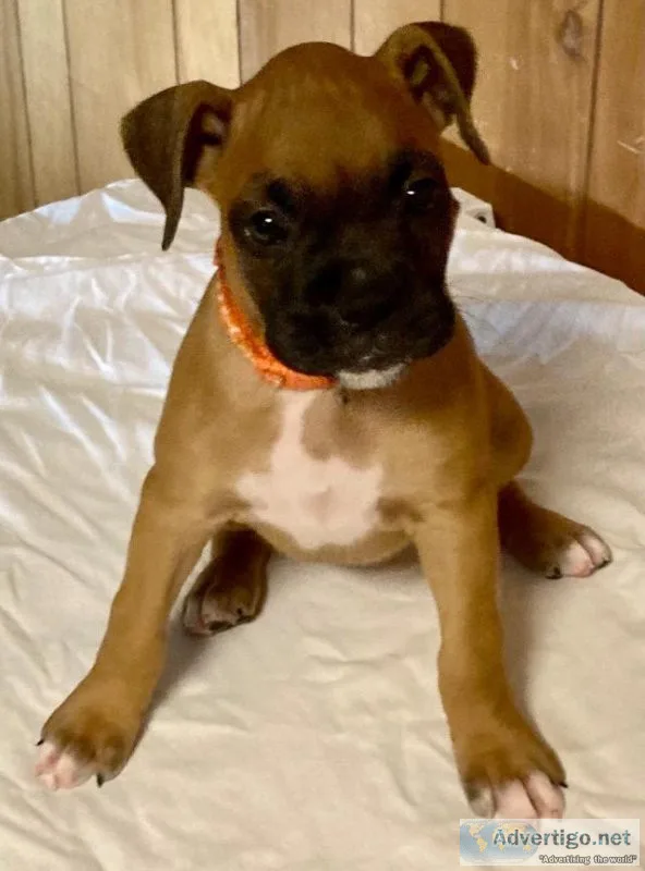 AKC Boxer Pup