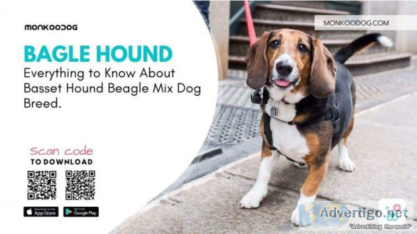 Everything To Know About Basset Hound Beagle Mix