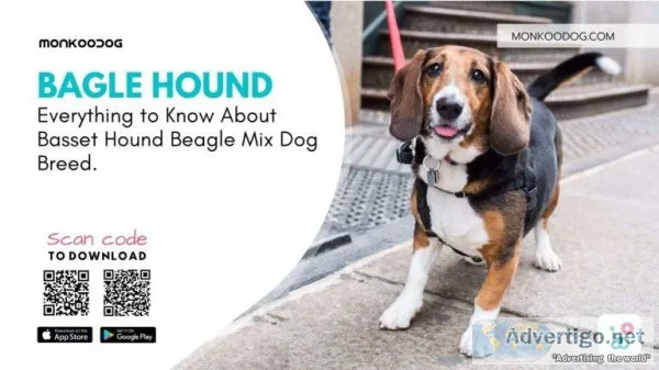Everything To Know About Basset Hound Beagle Mix