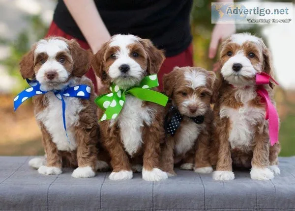 Healthy male and female Goldendoodles(724) 300 3520