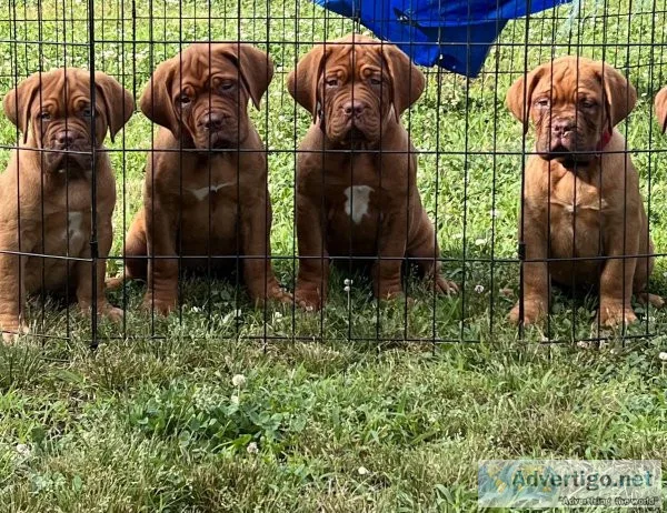 Dogue de Bordeaux puppy