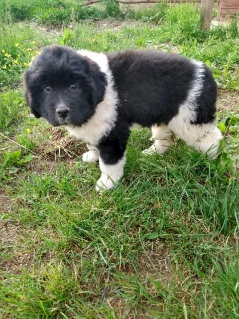 Jenny Newfoundland