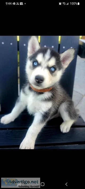 Siberian Husky Puppies