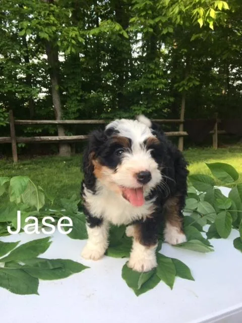 Jase Mini bernedoodle