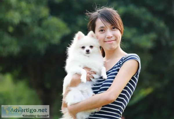 Professional Rebecca Eiler Dog Breeder and Show Handler
