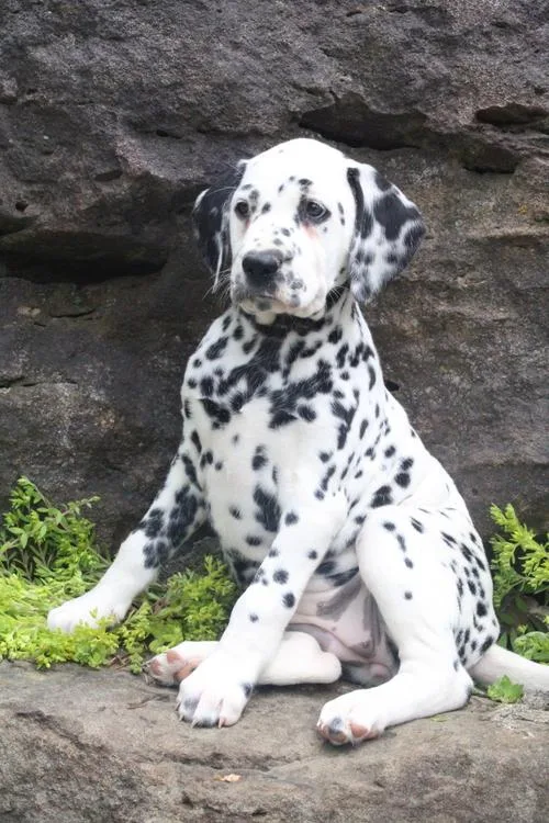Lucy Dalmatian