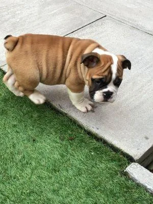 AMAZING Upto Date PupsEnglish Bulldog Puppies1 Boy and 1 Girl Fo