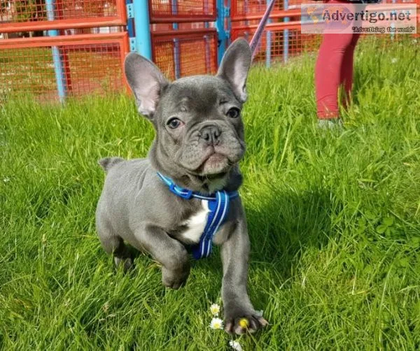 Acquire Extremely Rare Opportunity Beautiful French Bulldog Pupp