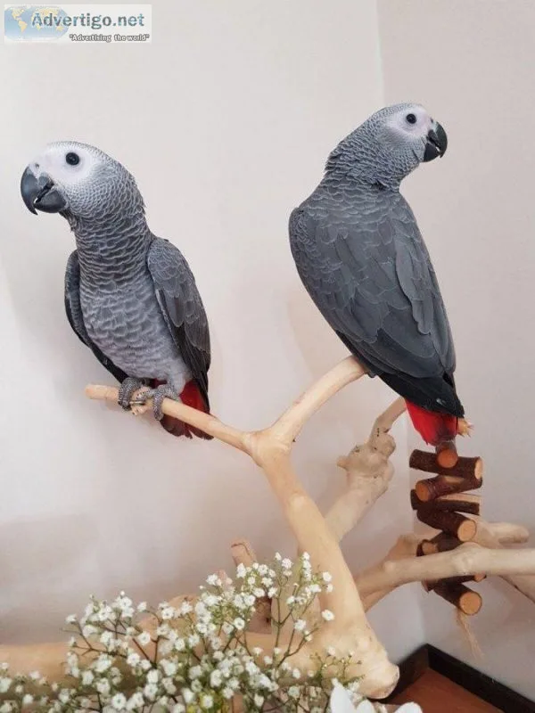 Two Beautiful Hand Reared African Grey Parrot and Cage For Sale.