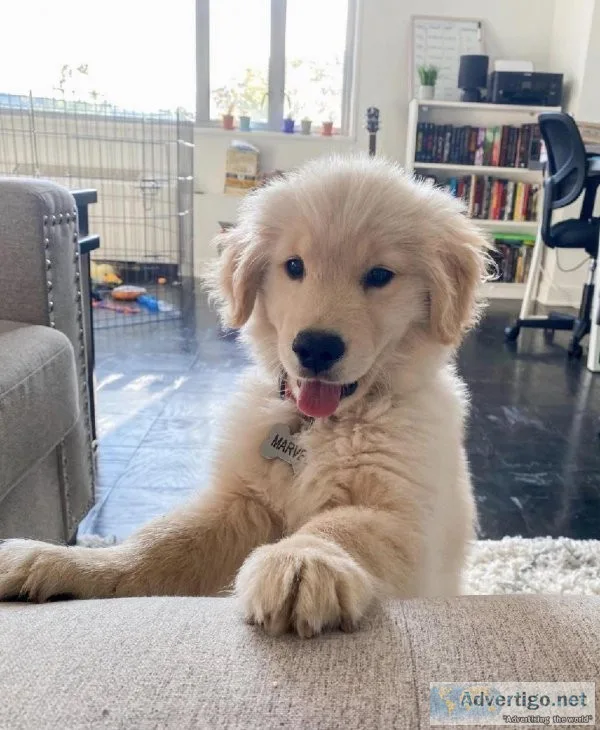 Golden Retriever puppies