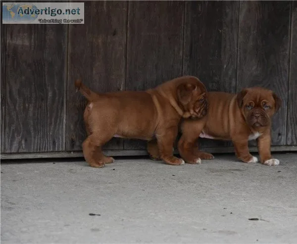 GORGEOUS PUPS READY NOWDogue De Bordeaux Pups For Sale.